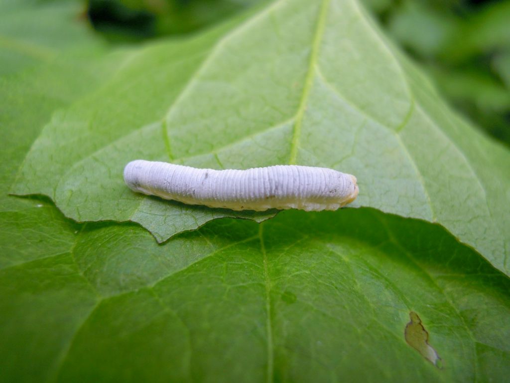 bruco di Cimbicidae: cfr. Trichiosoma lucorum